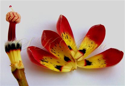  Floral parts